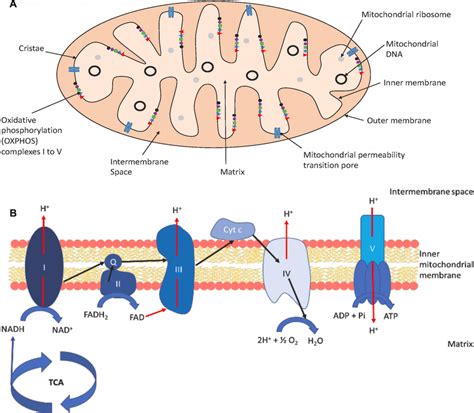 etc in mitochondria.